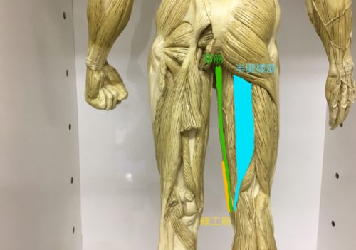膝の筋肉後面