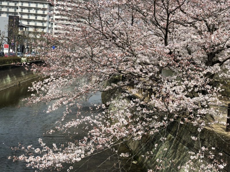 船場川の桜