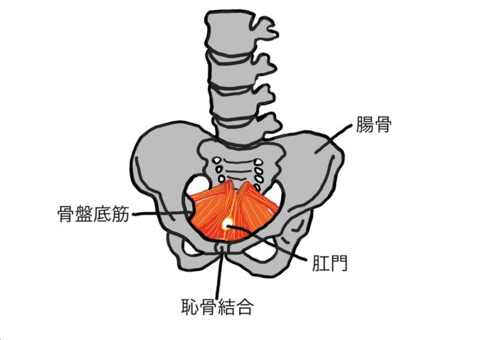 骨盤底筋